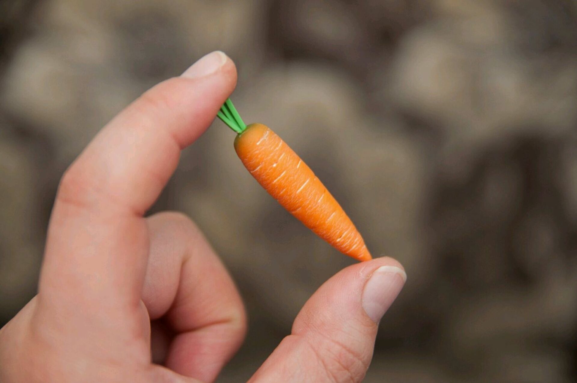 Почему нельзя морковь. Морковка. Маленькая морковка. Самая маленькая морковь. Очень маленькая морковка.