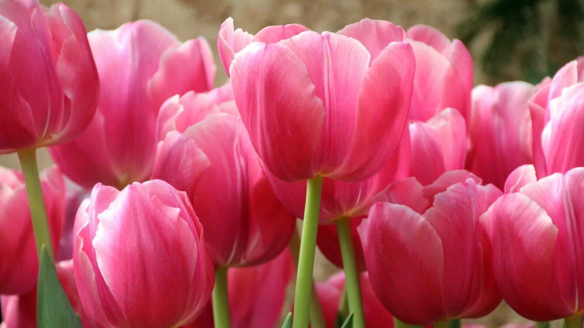В Уфе стоимость букета цветов в преддверии восьмого марта вырастет на 48%