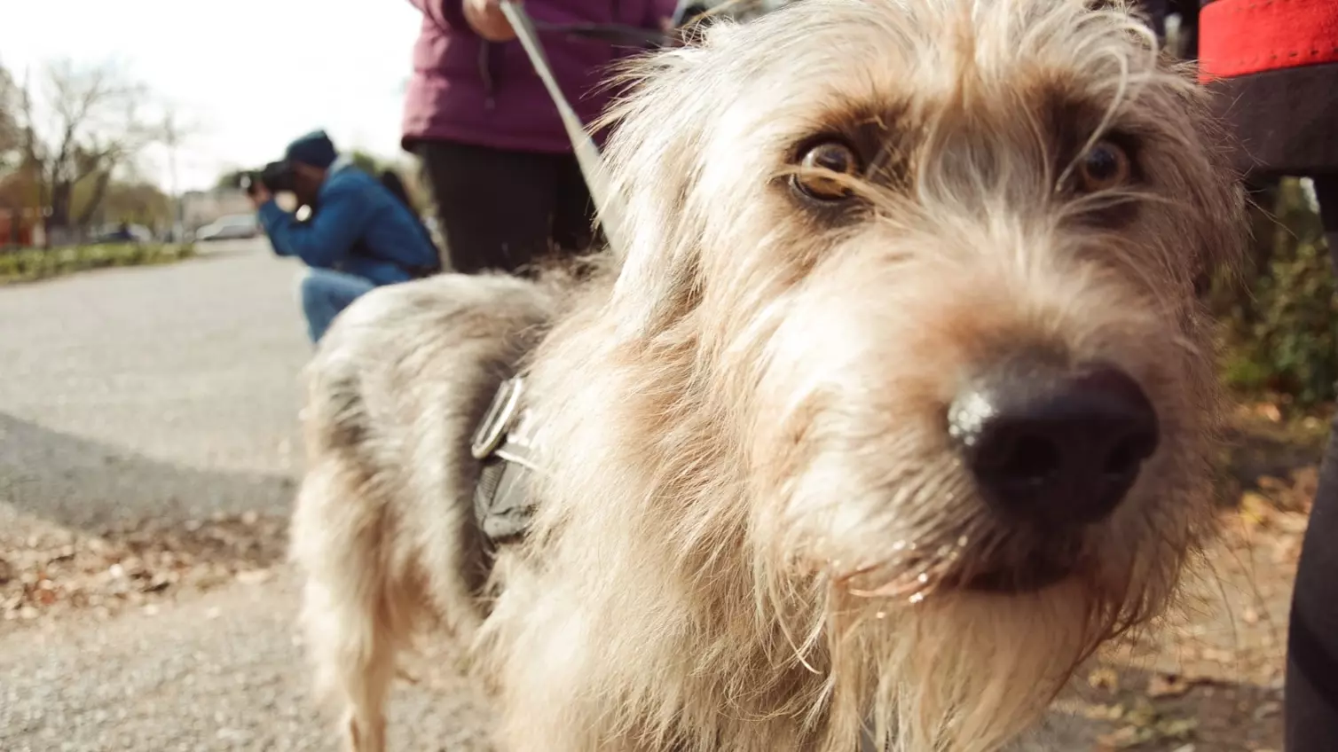 Неизвестные убивают бродячих собак в Башкирии