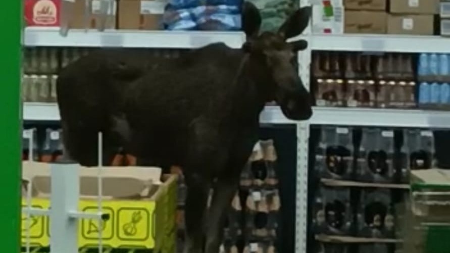 В Башкирии лося заметили в продуктовом магазине 