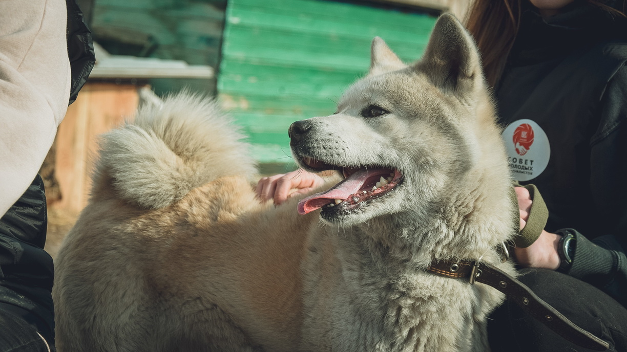 В Башкирии отозвали препарат для собак из-за побочных эффектов в виде слепоты