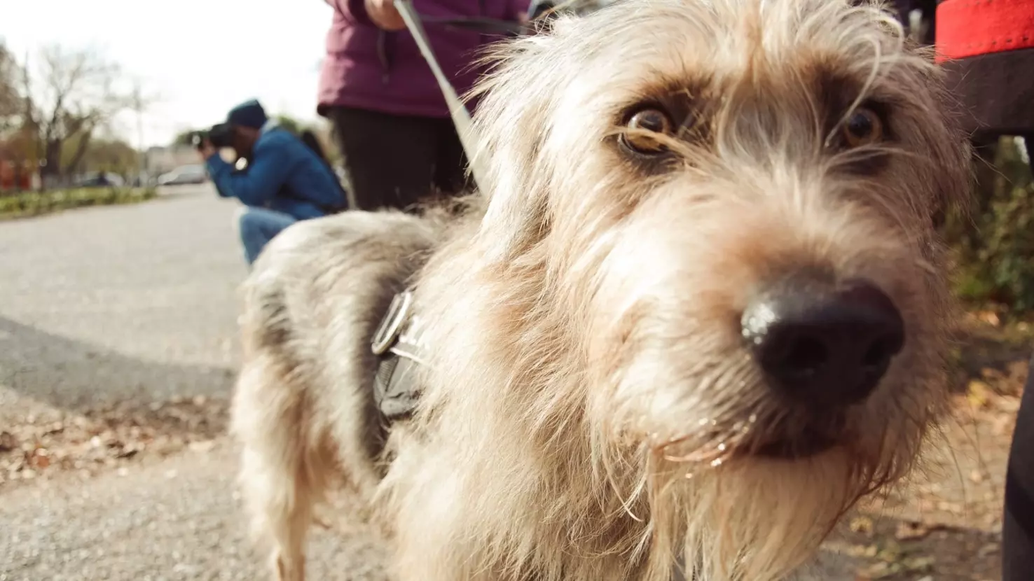 Зоозащитники с матом вызволили собак приготовленных на убой