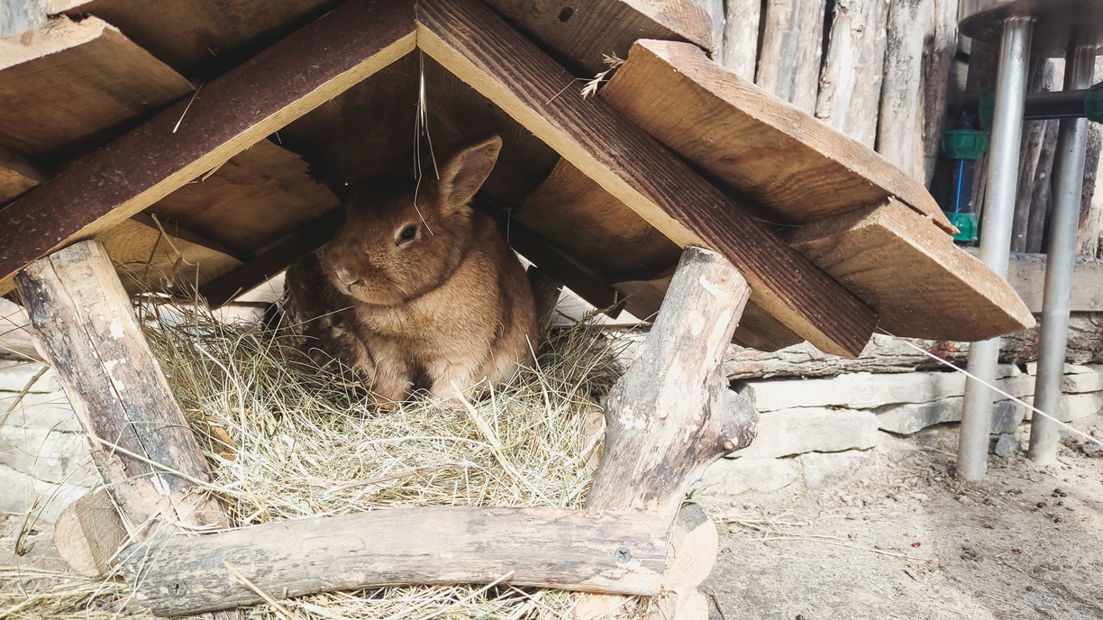 В Башкирии породистого кролика продают за миллион рублей