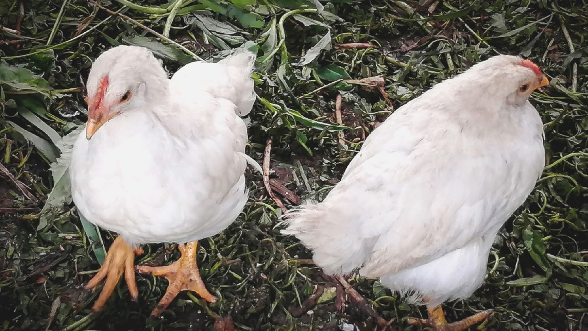 В Башкирии птиц, заболевших птичьим гриппом в Авдоне, сожгут в 11 котлованах