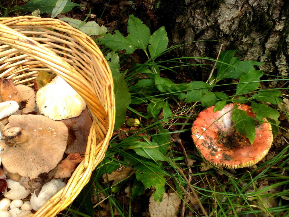 17 жителей Башкирии отравились грибами