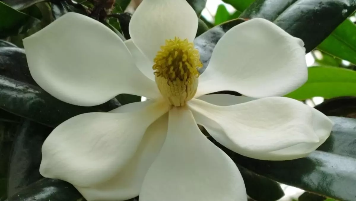 В оранжерее ботанического сада Уфы расцвели крупноцветковые магнолии