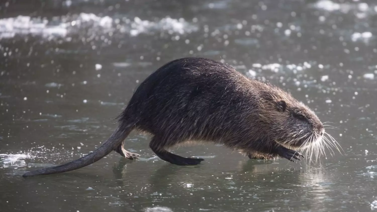 В Башкирии прогуляться по городской набережной вышли водяные крысы